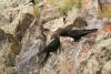 pyrrhocorax-pyrrhocorax_01_t1_1.jpg