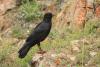 pyrrhocorax-pyrrhocorax_02_t1.jpg