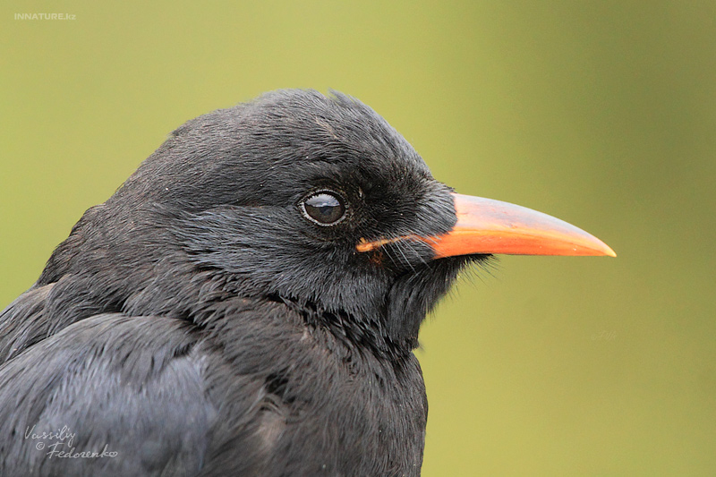 pyrrhocorax-pyrrhocorax_03.jpg