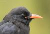 pyrrhocorax-pyrrhocorax_03_t1.jpg