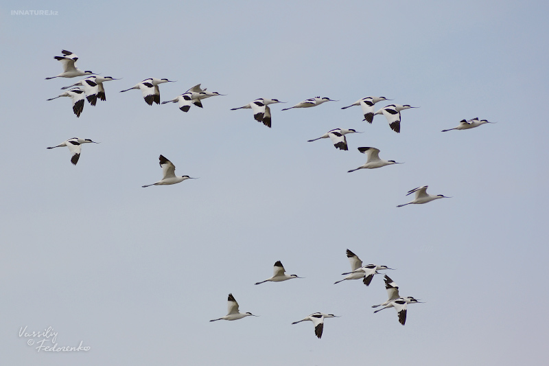 recurvirostra-avocetta_02.jpg