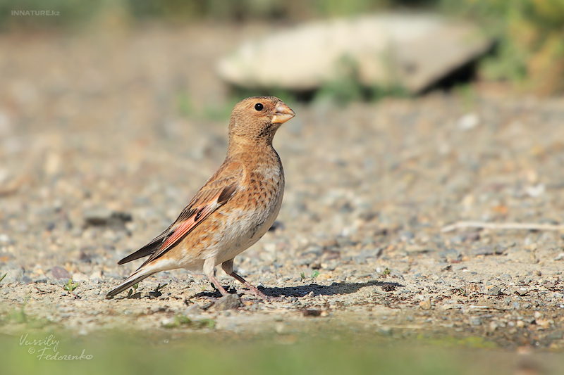 rhodopechis-sanguinea_01.jpg
