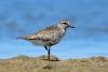 squatarola-squatarola_01_t1.jpg