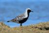 squatarola-squatarola_02_t1.jpg