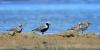 squatarola-squatarola_03_t1.jpg