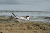 sterna-hirundo_01_t1_1.jpg