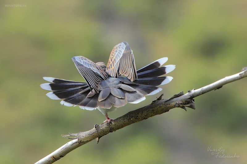 streptopelia-orientalis_01.jpg