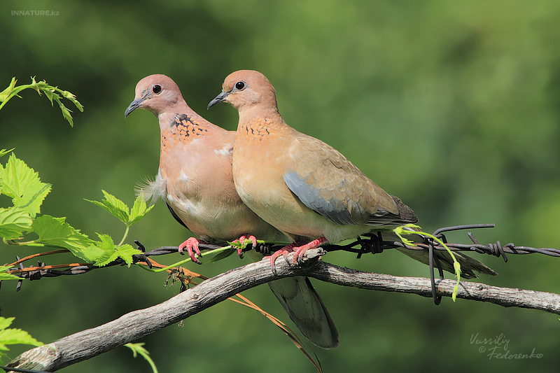 streptopelia-senegalensis_01.jpg