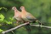 streptopelia-senegalensis_01_t1.jpg