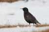 sturnus-vulgaris_01_t1.jpg