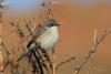 sylvia-curruca_02_t1.jpg