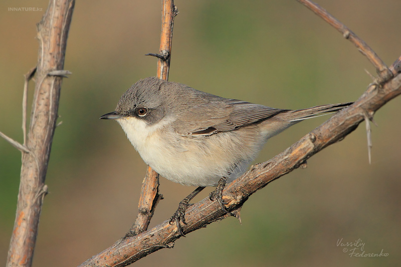 sylvia-curruca_03.jpg