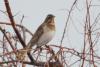 turdus-ruficollis_01_t1_1.jpg