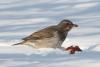 turdus-ruficollis_02_t1.jpg