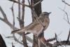 turdus-ruficollis_02_t1_1.jpg