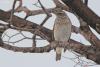 turdus-ruficollis_05_t1.jpg