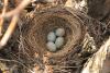 turdus-viscivorus_01_t1_1.jpg