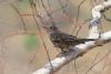 turdus-viscivorus_02_t1.jpg