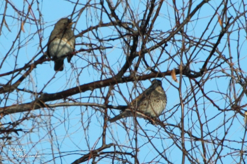 turdus_01.jpg