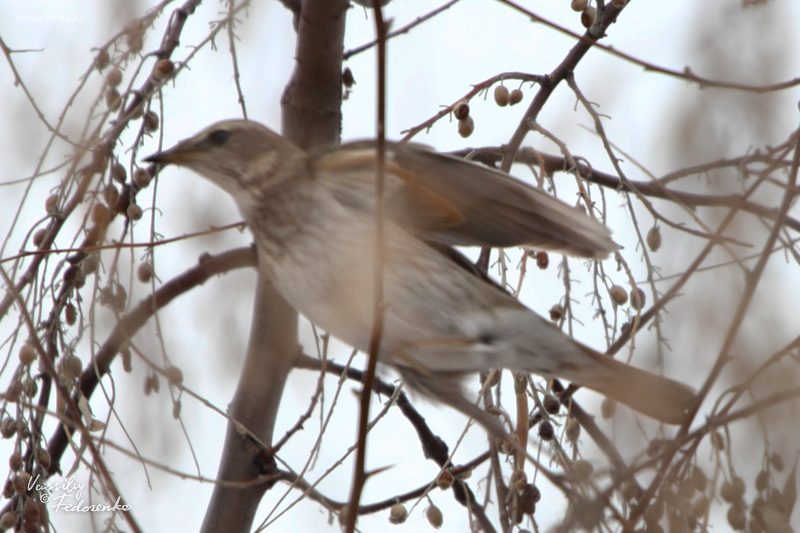 turdus_atrogularis_02.jpg