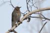 turdus_atrogularis_05_t1.jpg