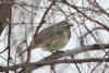 turdus_atrogularis_06_t1.jpg