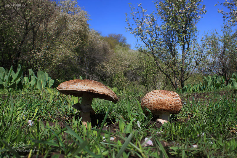 agaricus-silvaticus_01.jpg