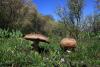 agaricus-silvaticus_01_t1.jpg