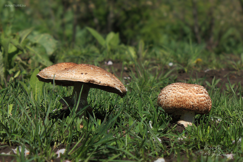 agaricus-silvaticus_02.jpg