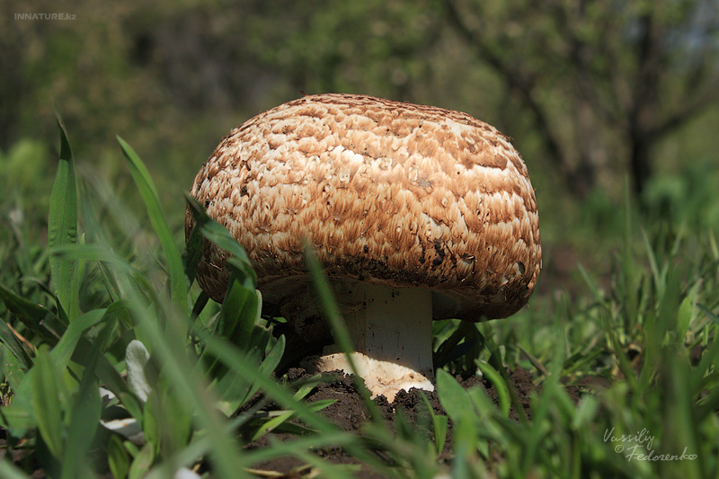 agaricus-silvaticus_03.jpg