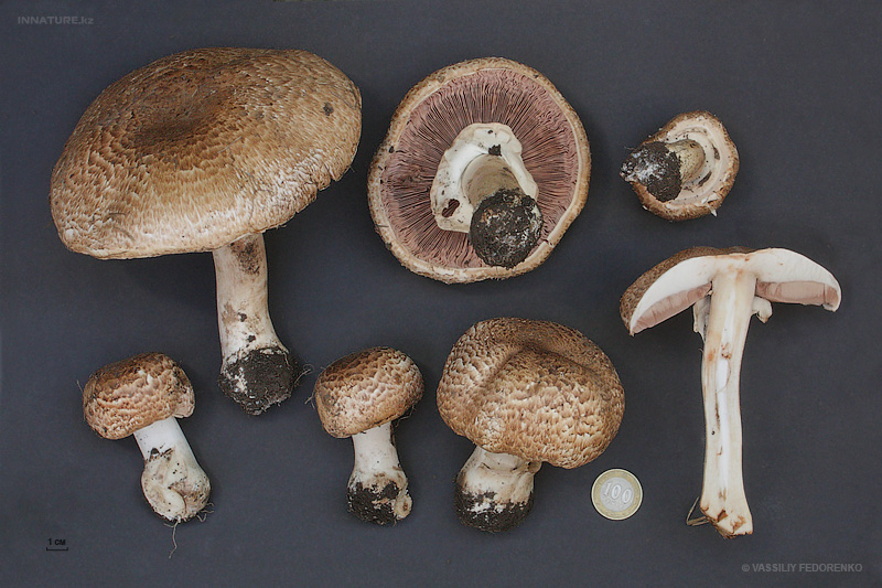 agaricus-silvaticus_04.jpg