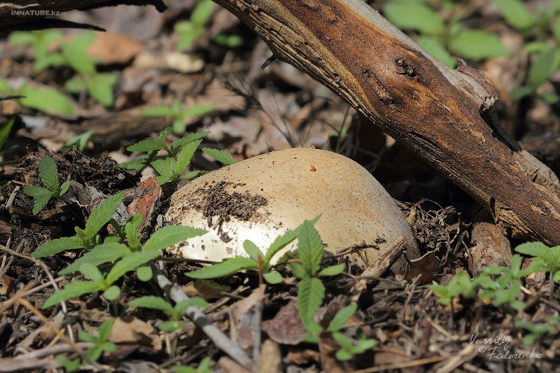 calocybe-gambosa_01.jpg