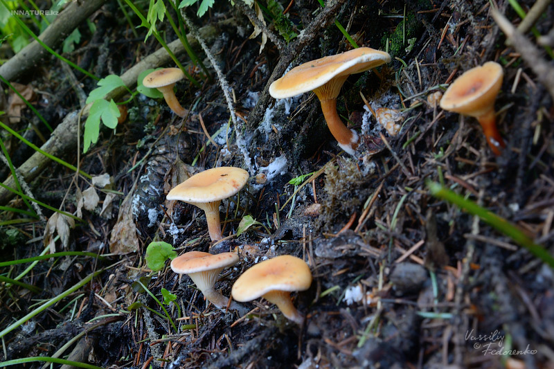 clitocybe_01.jpg