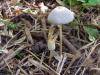 coprinus_leiocephalus_01_t1.jpg