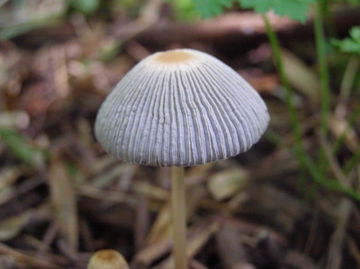 coprinus_leiocephalus_02.jpg