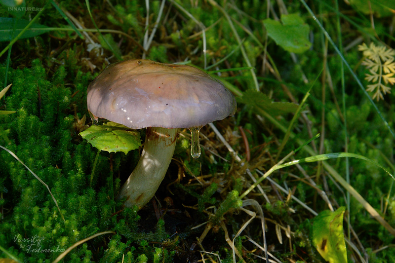 cortinarius_1_01.jpg