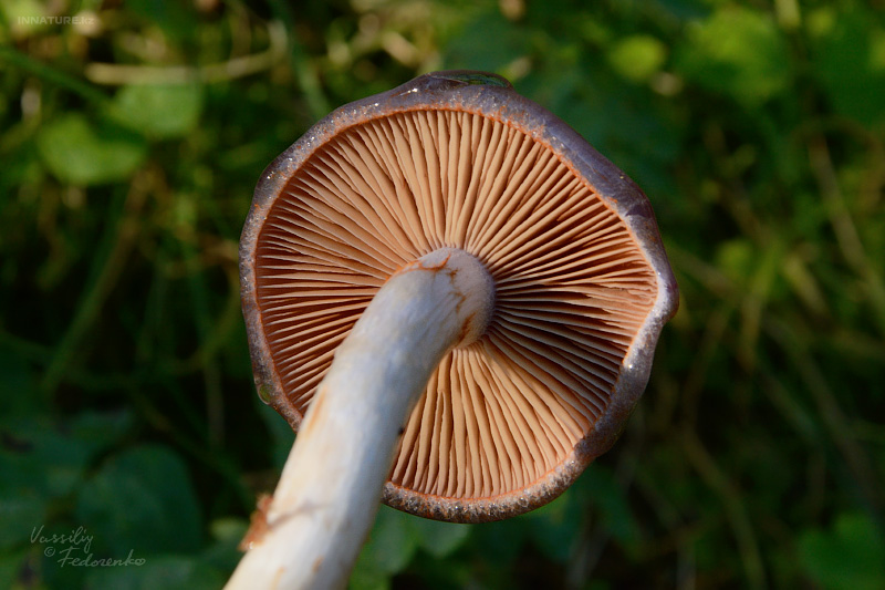 cortinarius_1_02.jpg