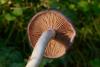 cortinarius_1_02_t1.jpg