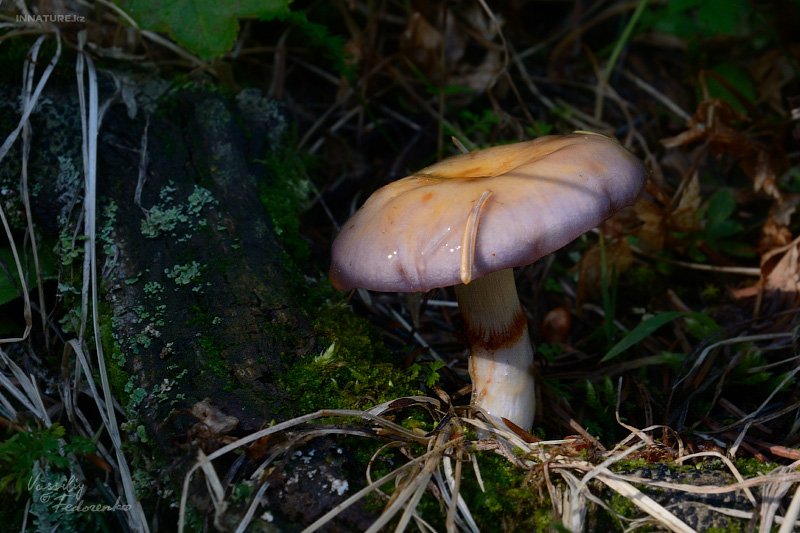 cortinarius_1_03.jpg