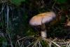 cortinarius_1_03_t1.jpg