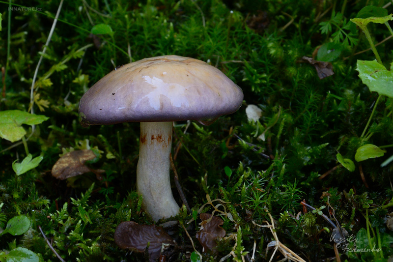 cortinarius_1_04.jpg