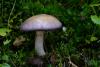 cortinarius_1_04_t1.jpg