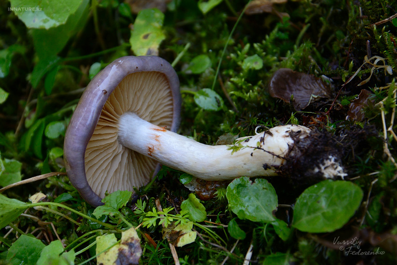 cortinarius_1_05.jpg