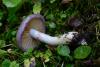 cortinarius_1_05_t1.jpg