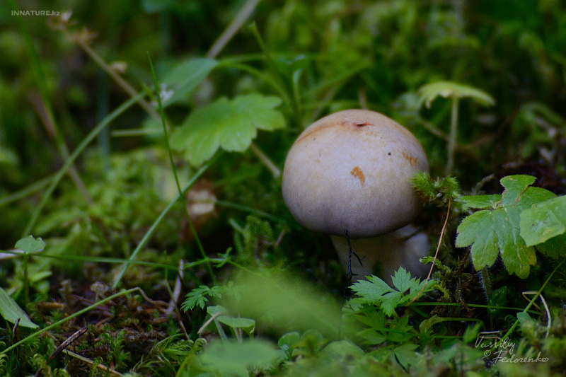 cortinarius_1_06.jpg