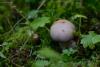 cortinarius_1_06_t1.jpg