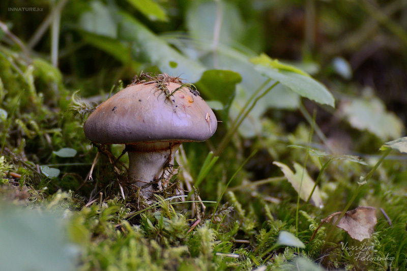 cortinarius_1_07.jpg