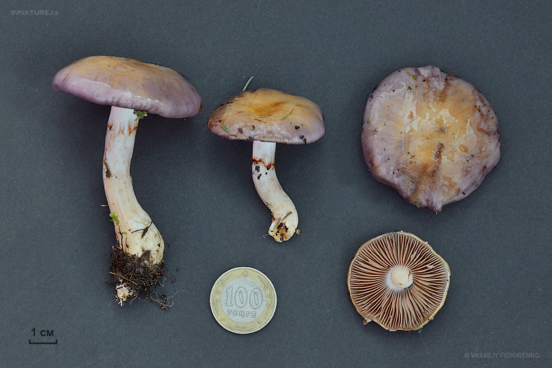 cortinarius_1_08.jpg