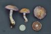 cortinarius_1_08_t1.jpg