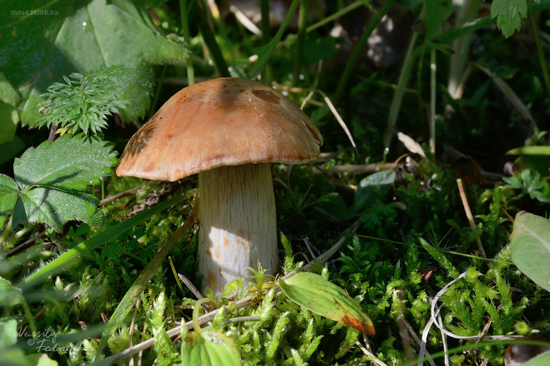 cortinarius_2_01.jpg